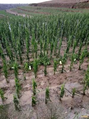 【视频】:昨日下午,会宁多地遭暴雨冰雹袭击,农作物受灾严重