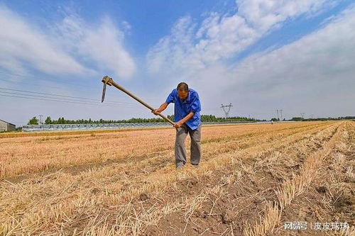 农村地区麦收后进入夏季种植季节,不同地区选择的农作物有何差异