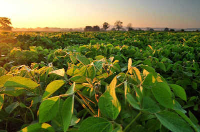 绿色农作物田图片-阳光下的绿色农作物素材-高清图片-摄影照片-寻图免费 .