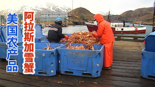 美国渔民捕捞阿拉斯加农产品雪蟹,流水线分割蟹腿煮熟速冻