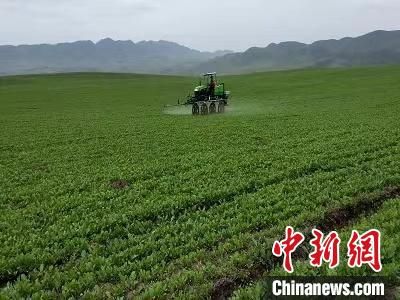 青海 河湟温暖灌区发展农作物套种复种面积达20.4万亩