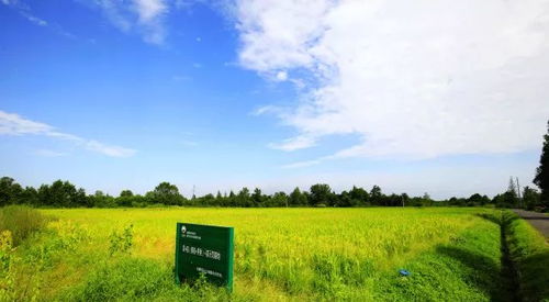 多利的田园梦,国人的田园梦