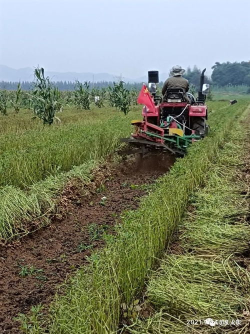 锦州秋收时节遭遇一场罕见 烂场雨 风雨过后采收农作物这些要做好