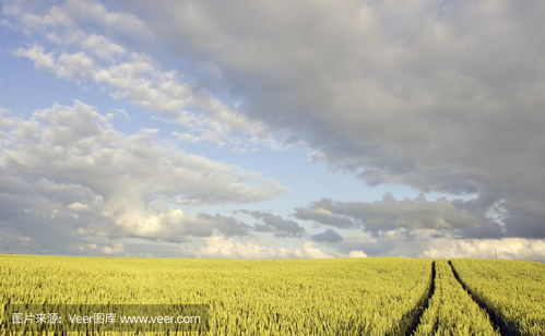 农作物田夏季傍晚crop field in summer evening photo