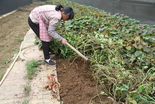 花样年华采摘游,绿色健康行