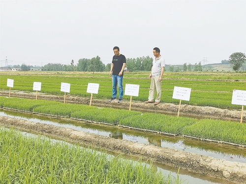 夏耕夏种农事忙 陕西各地开展夏季种植农作物见闻